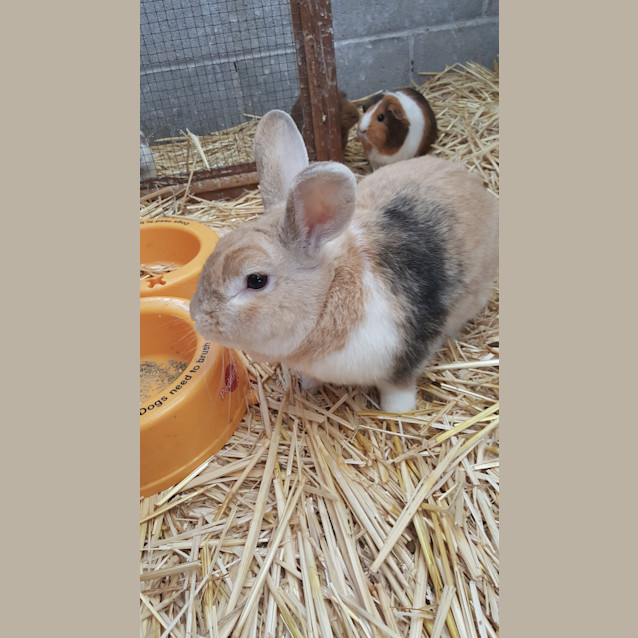Photo of Mister