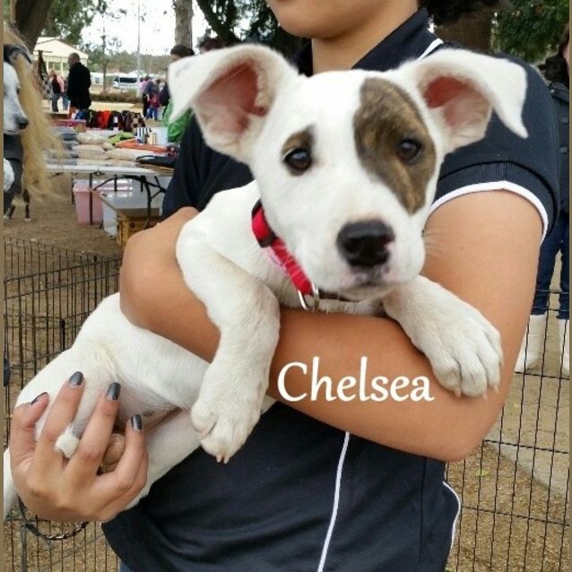 Photo of Chelsea