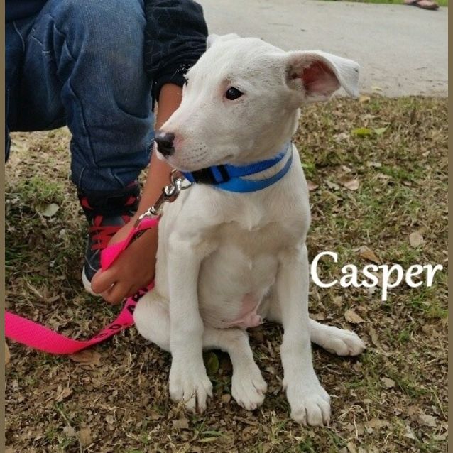 Photo of Casper