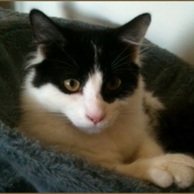 Photo of Schubert (Schubie)