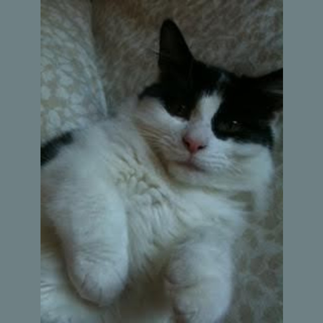 Photo of Schubert (Schubie)