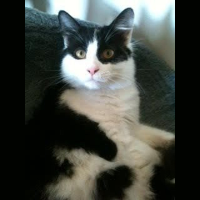 Photo of Schubert (Schubie)