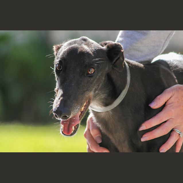 Photo of “Beau”, The Gentle Giant. Cat Friendly. Brisbane