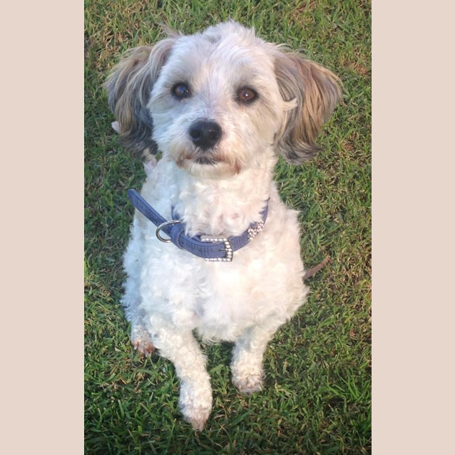 Photo of Buddy