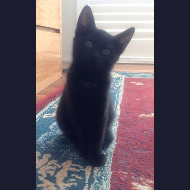 Photo of Tulip