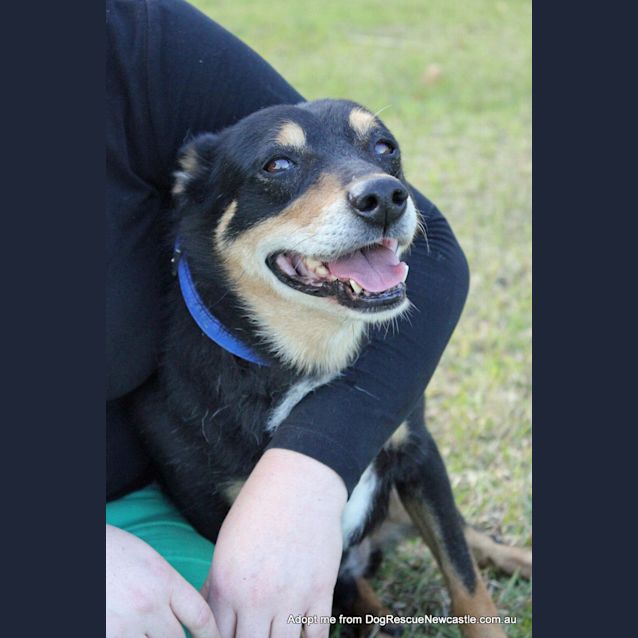 Photo of Flynn, Senior Kelpie Boy (Trial 21/7/15)
