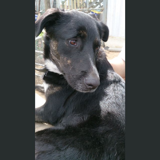 Photo of Meika (Adoption Pending)