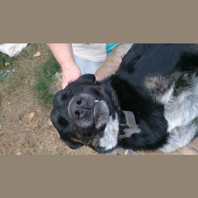 Photo of Meika (Adoption Pending)