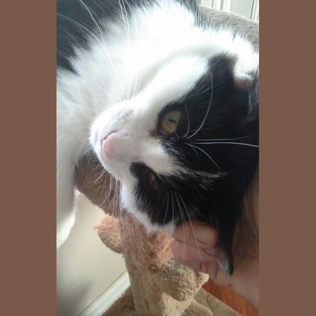 Photo of Schubert (Schubie)