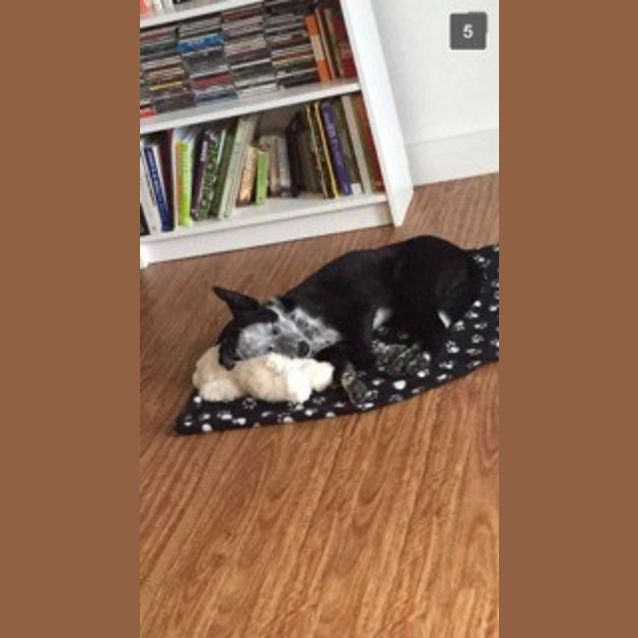 Photo of Buster