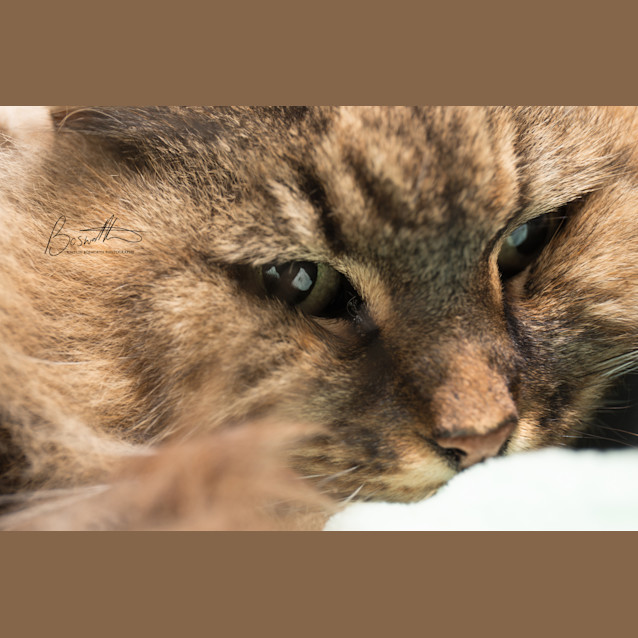 Photo of Tiger