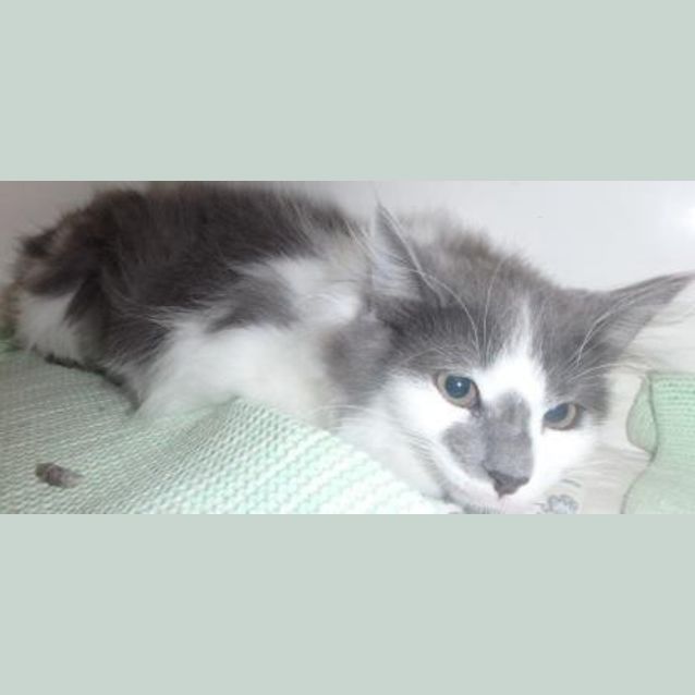 Photo of Noey