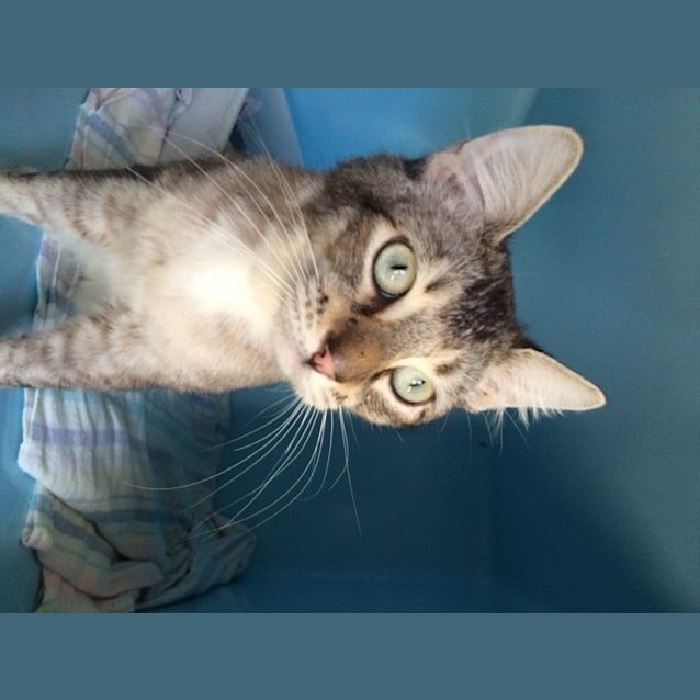 Photo of Chatter