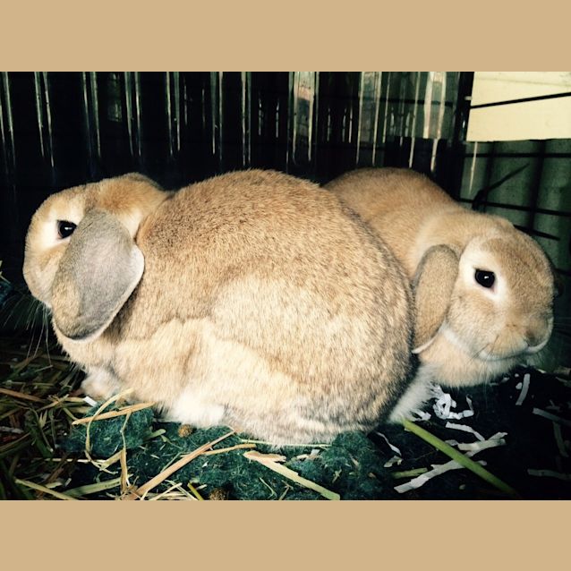 Photo of Mitch & Oppie