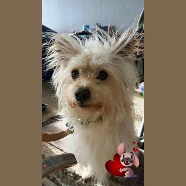 Photo of Benji   Adoption Pending