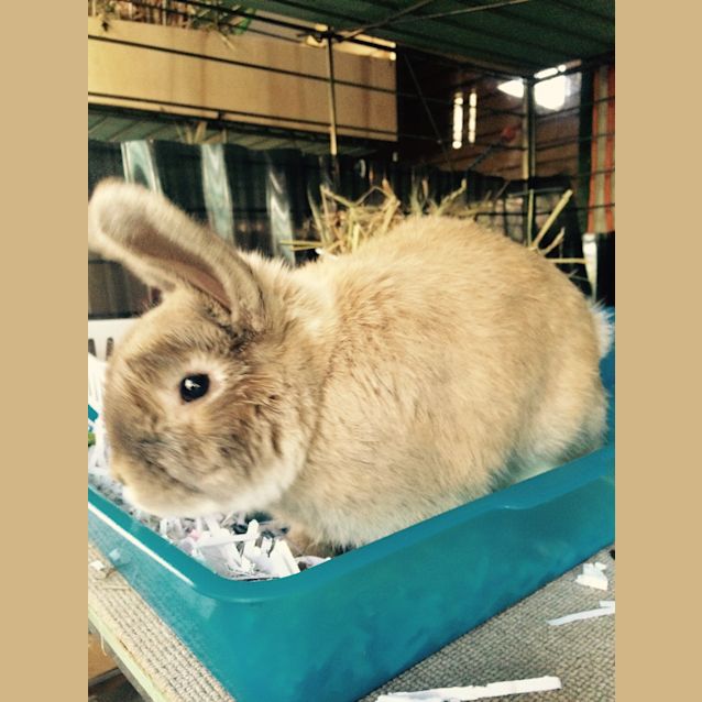 Photo of Mr Bojangles