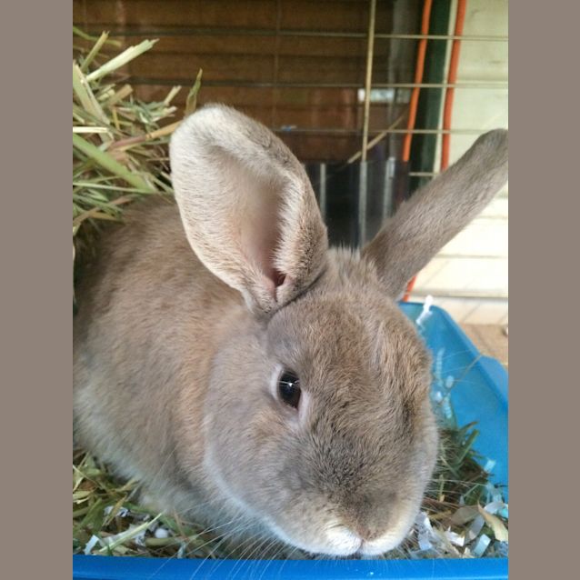 Photo of Mr Bojangles