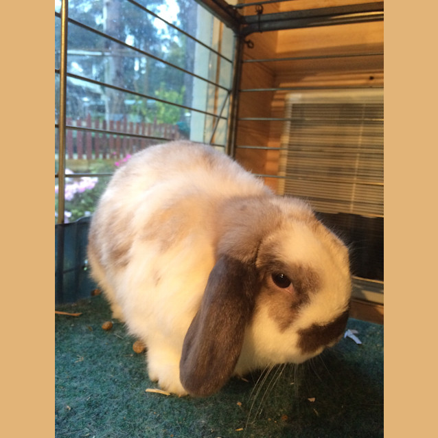 Photo of Smudge & Cloud