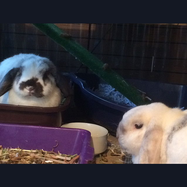 Photo of Smudge & Cloud