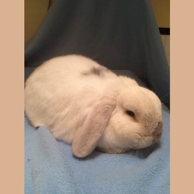 Photo of Smudge & Cloud