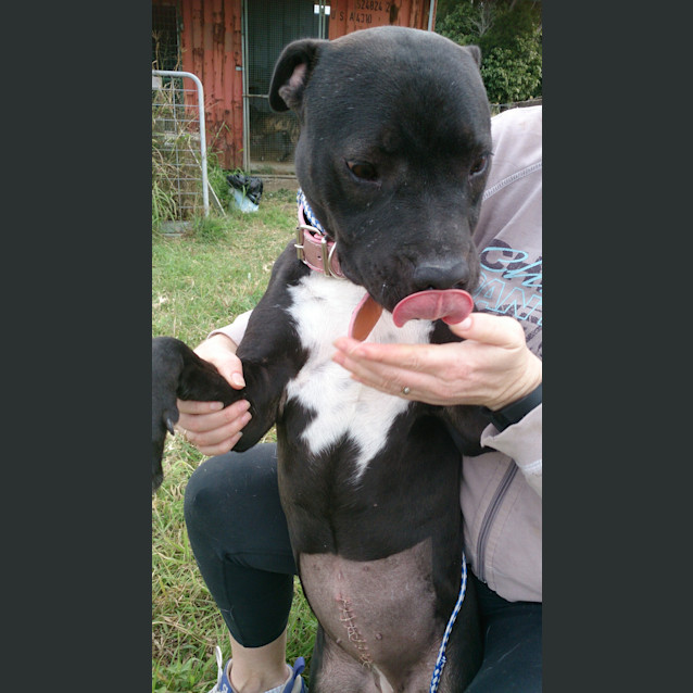 Photo of Chance (Adoption Pending)