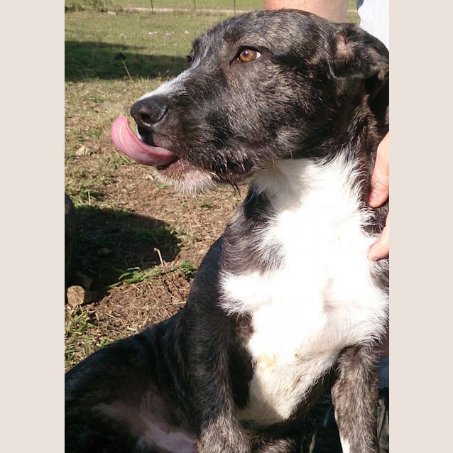 Photo of Bomber (Adoption Pending)