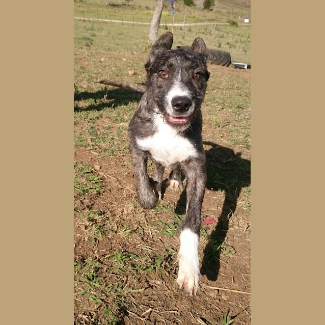 Photo of Bomber (Adoption Pending)