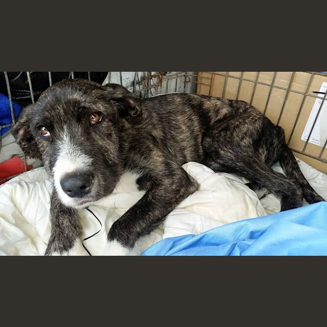 Photo of Bomber (Adoption Pending)