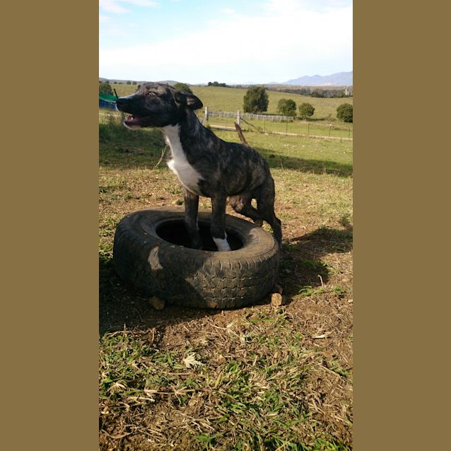 Photo of Bomber (Adoption Pending)