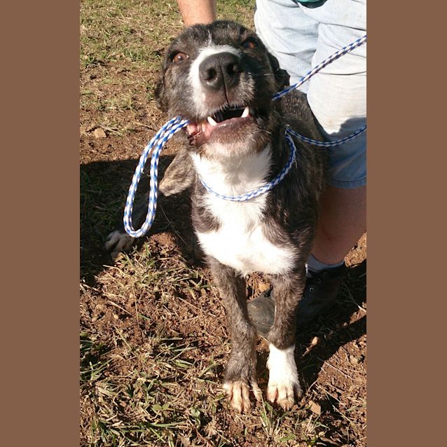 Photo of Bomber (Adoption Pending)