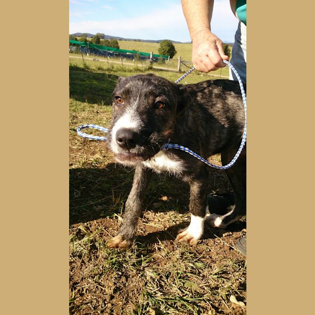 Photo of Bomber (Adoption Pending)