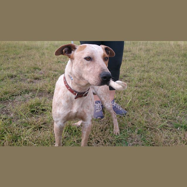 Photo of Clancy (Adoption Pending)