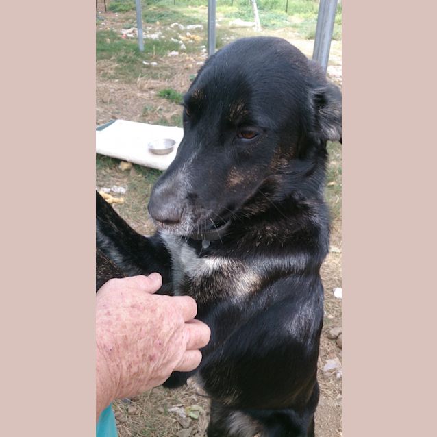 Photo of Meika (Adoption Pending)