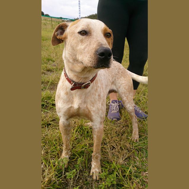 Photo of Clancy (Adoption Pending)