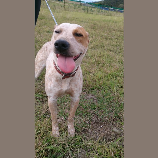 Photo of Clancy (Adoption Pending)