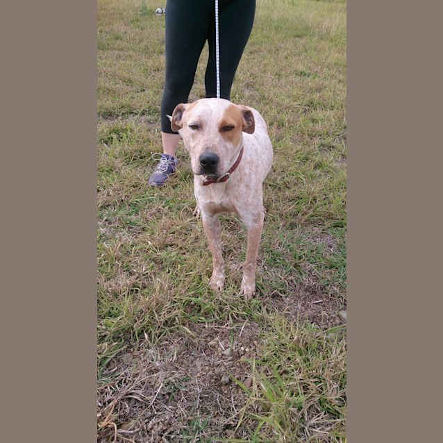 Photo of Clancy (Adoption Pending)