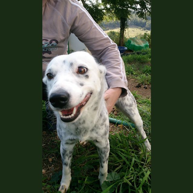 Photo of Smudge (Adoption Pending)