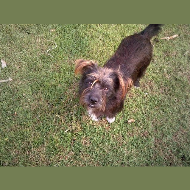 Photo of Sergeant Bilko (Adoption Pending)