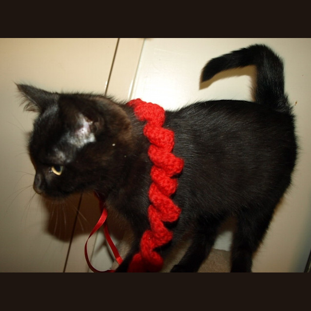 Photo of Kitten Minny