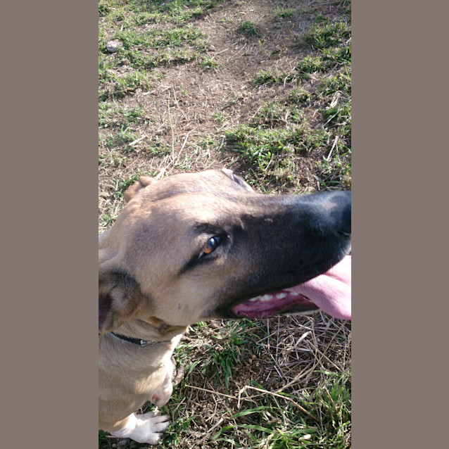 Photo of Reubin (Adoption Pending)