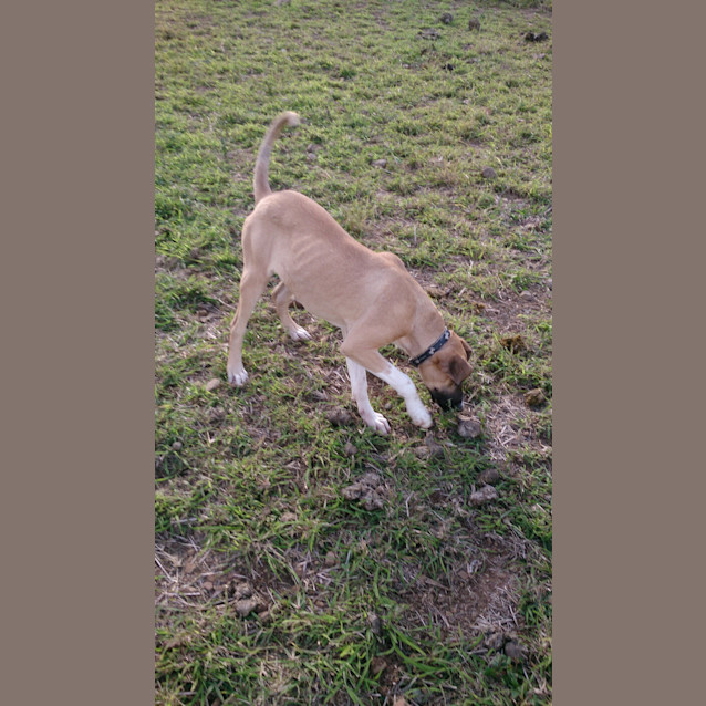 Photo of Reubin (Adoption Pending)