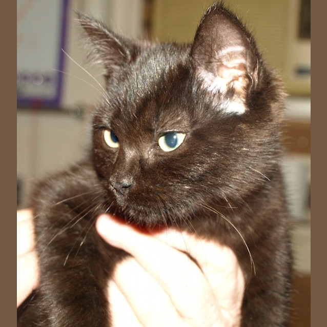 Photo of Kitten Minny