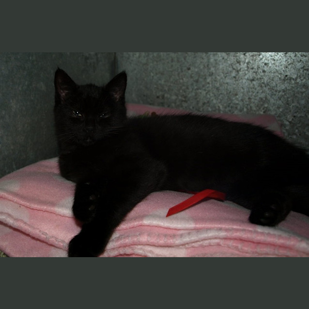 Photo of Kitten Minny