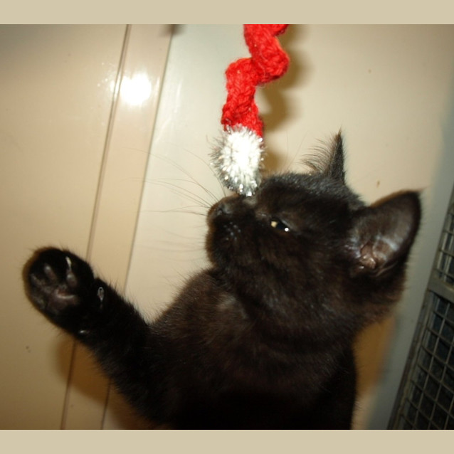 Photo of Kitten Minny