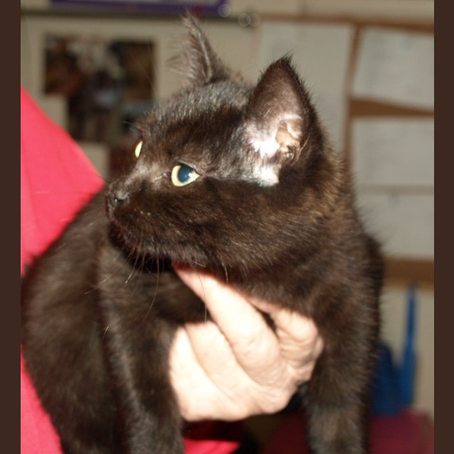 Photo of Kitten Minny