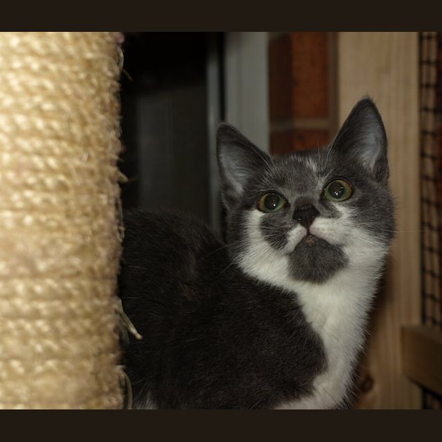 Photo of Kitten Ismay