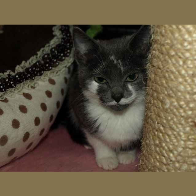 Photo of Kitten Ismay