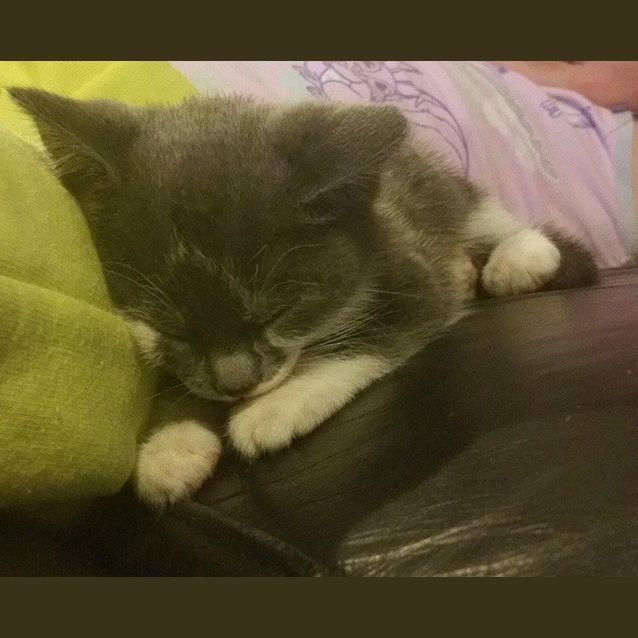 Photo of Kitten Ismay
