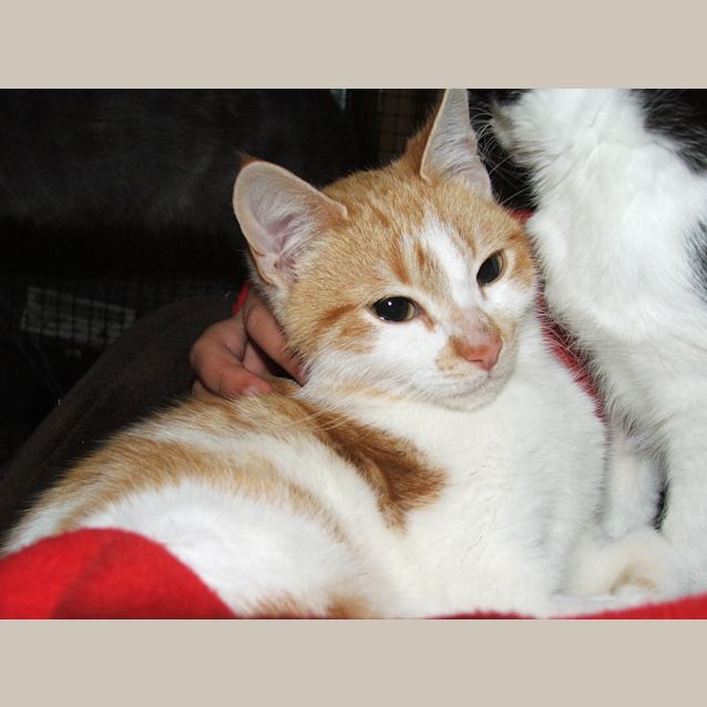 Photo of Kitten Mac