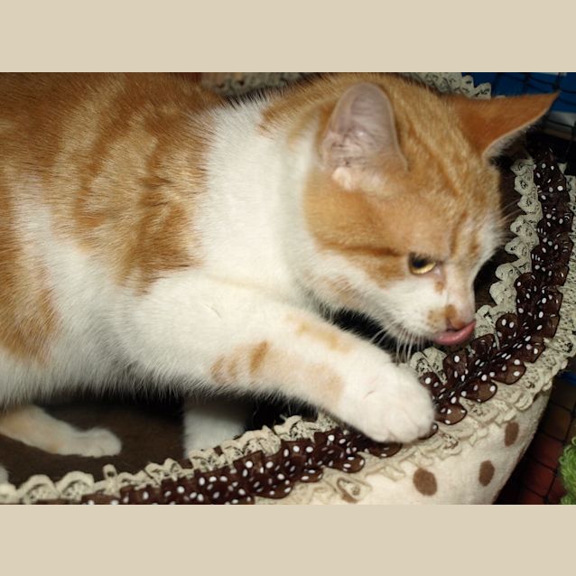 Photo of Kitten Mac